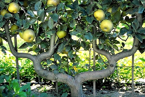 pommier espalier palmette