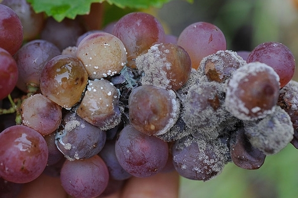 maladies de la vigne